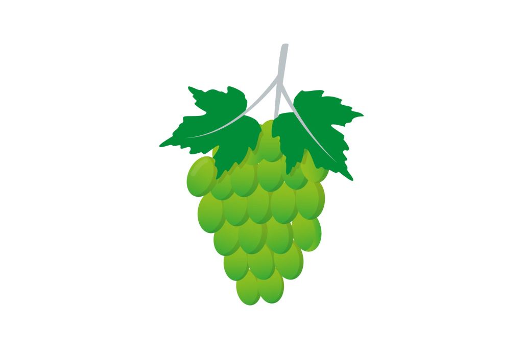 Vendimia Vino Blanco