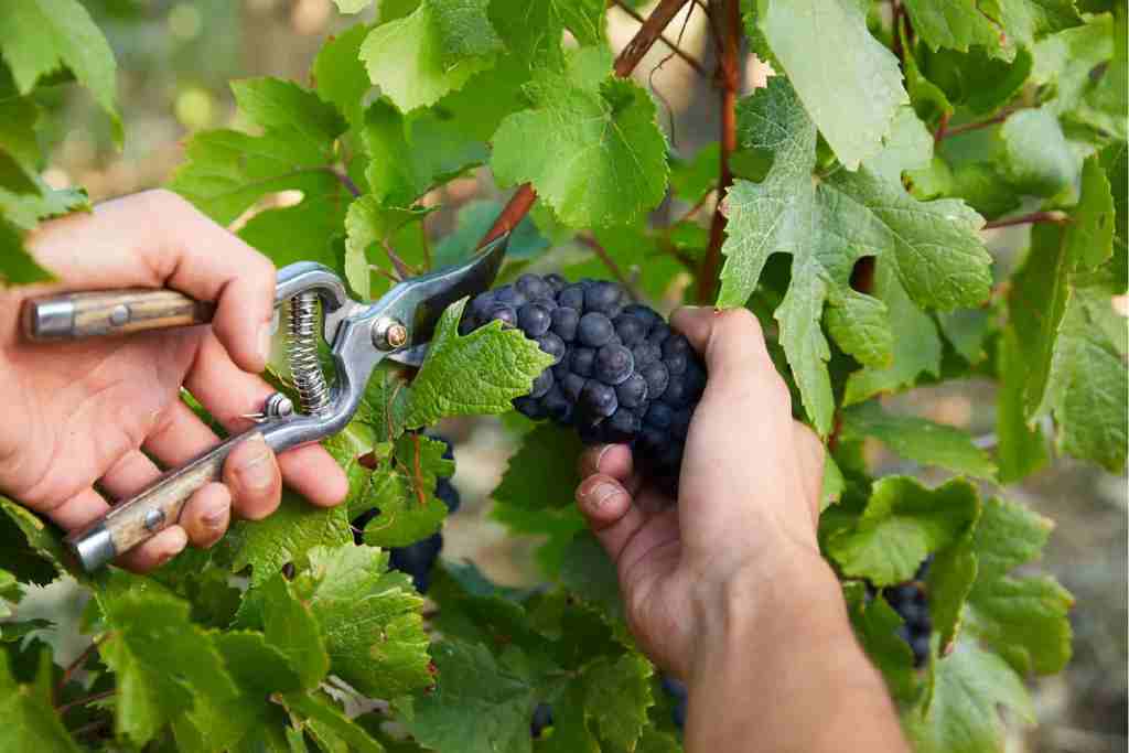 Cosecha de Uvas Champagne