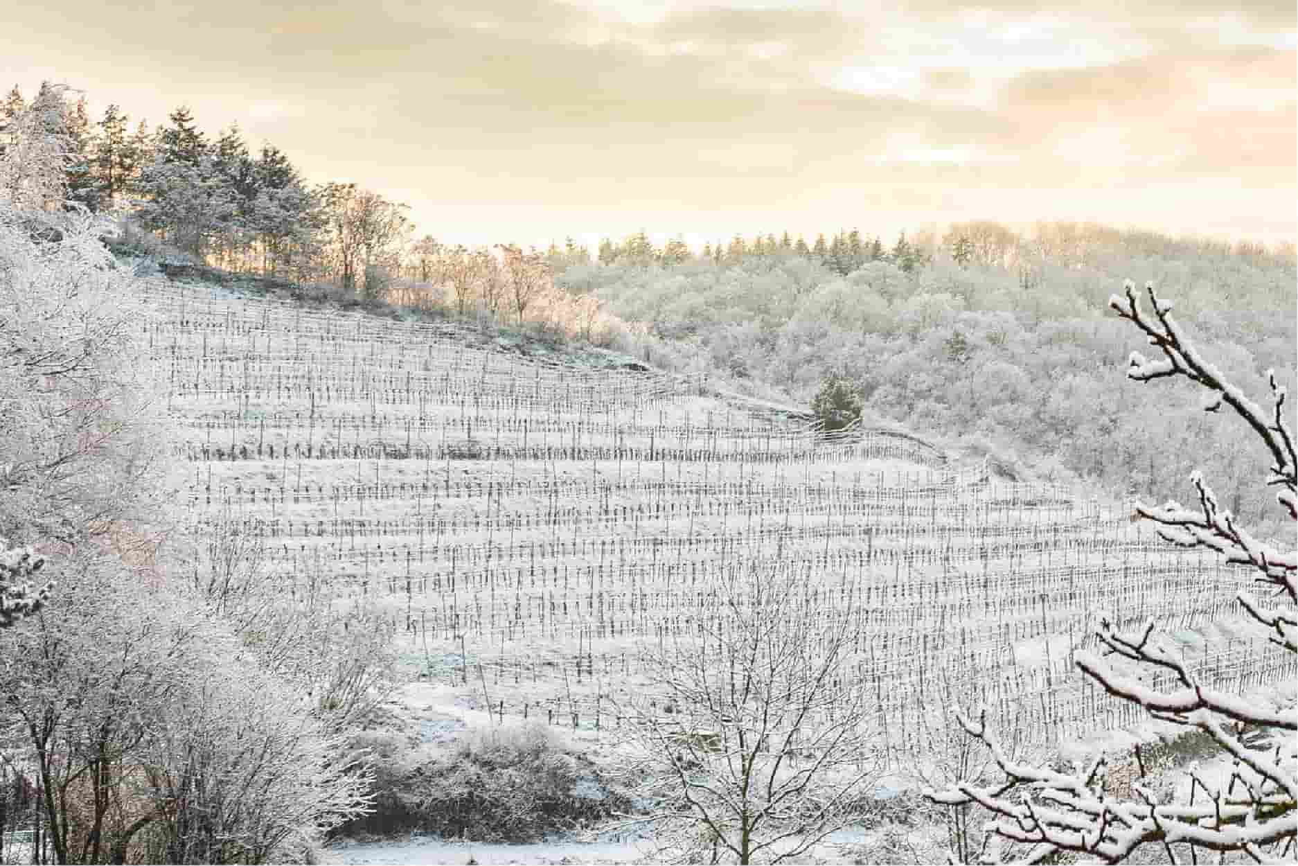 Weingut Nigl Eiswein Viñedo