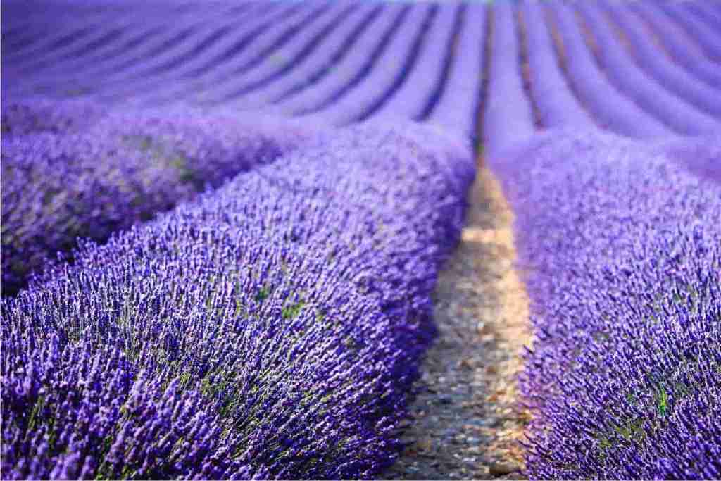 Vino Rosado de Provence