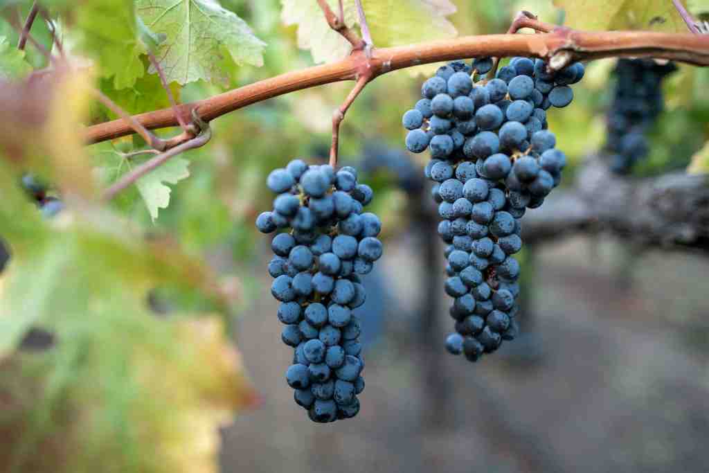 Uvas Cabernet Sauvignon