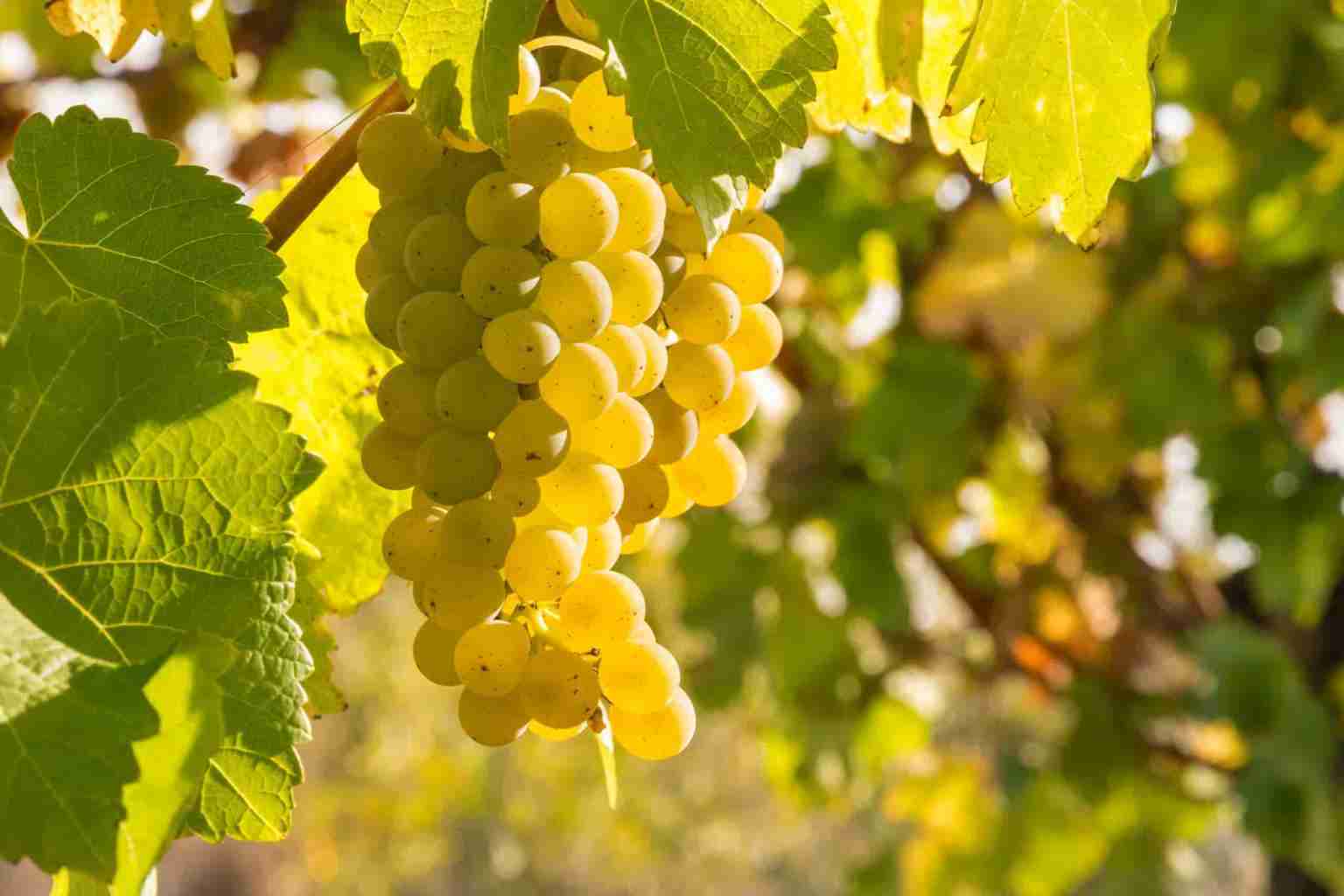 Uva Chardonnay