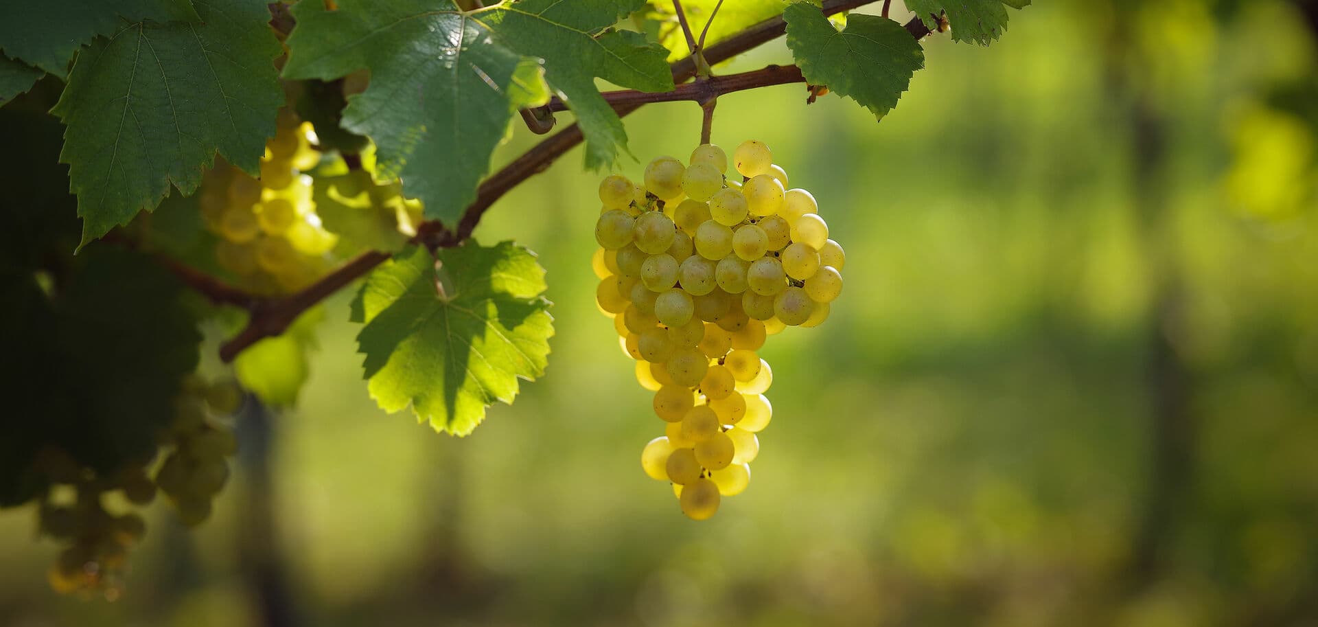 Uva Chardonnay 2