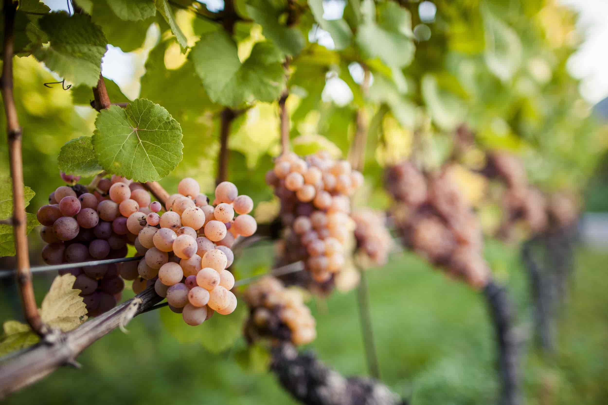 Uva Gewurztraminer 2