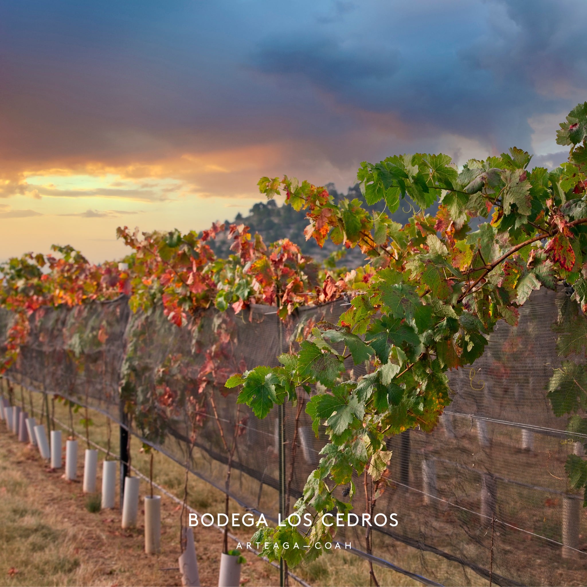 Bodega Los Cedros, Viñedos