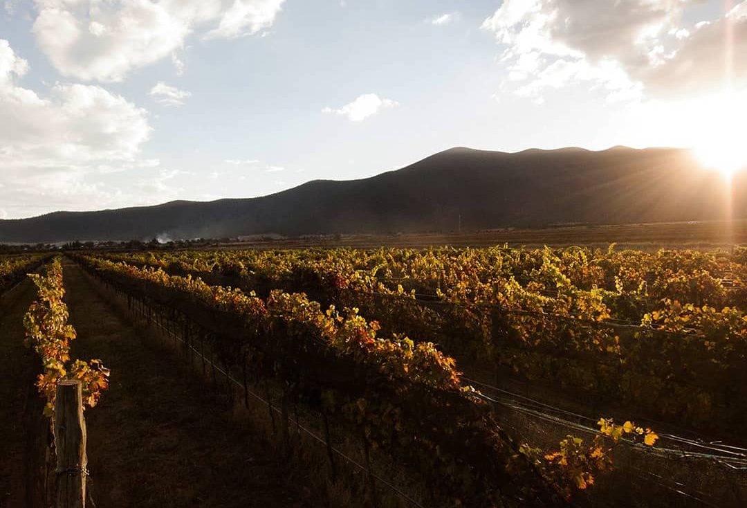 Bodegas del Viento Viñedos