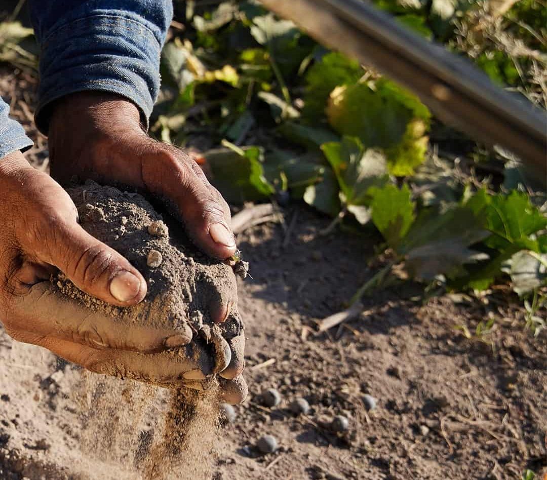 Parrasde la Fuente, Tradición Vinícola