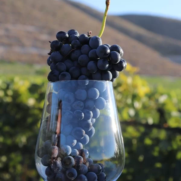 Uvas de Viñedo Don Perfecto