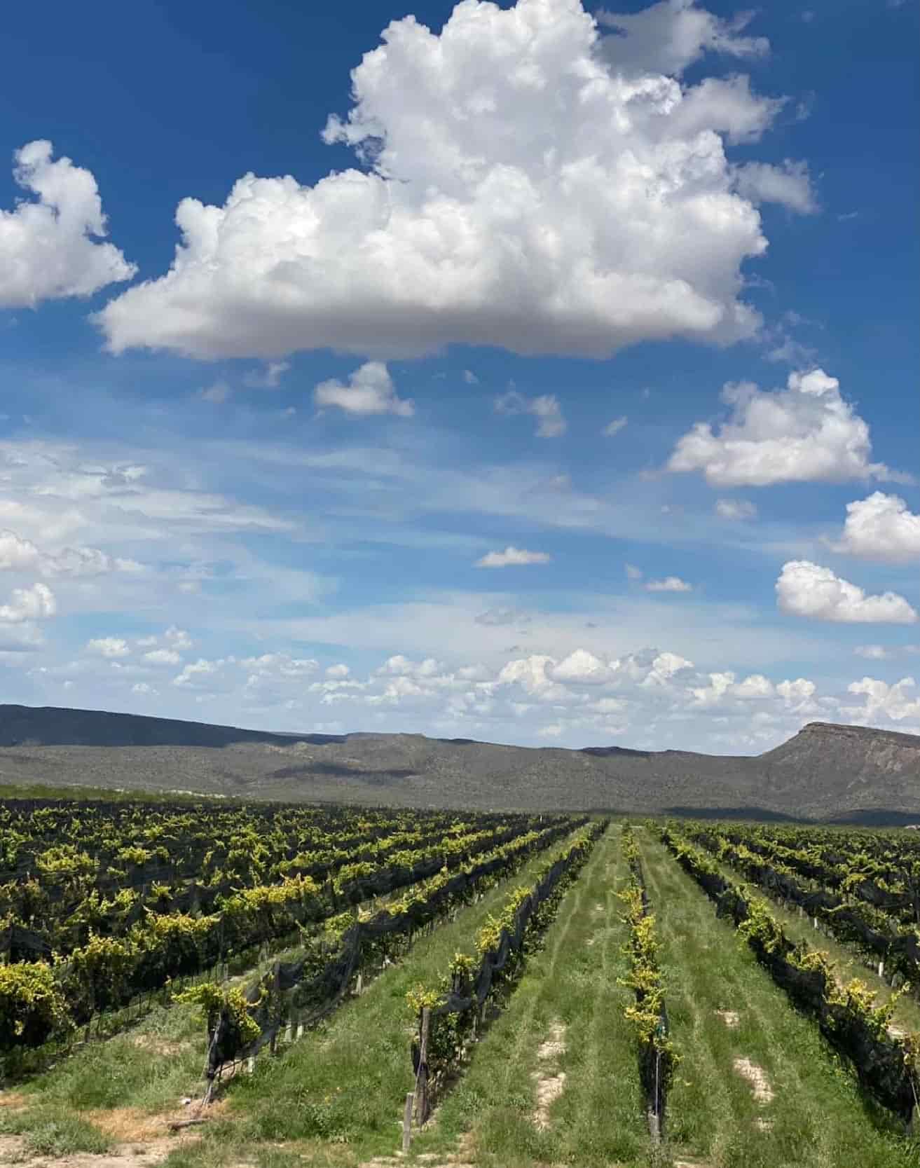 Hacienda Florida, Viñedos