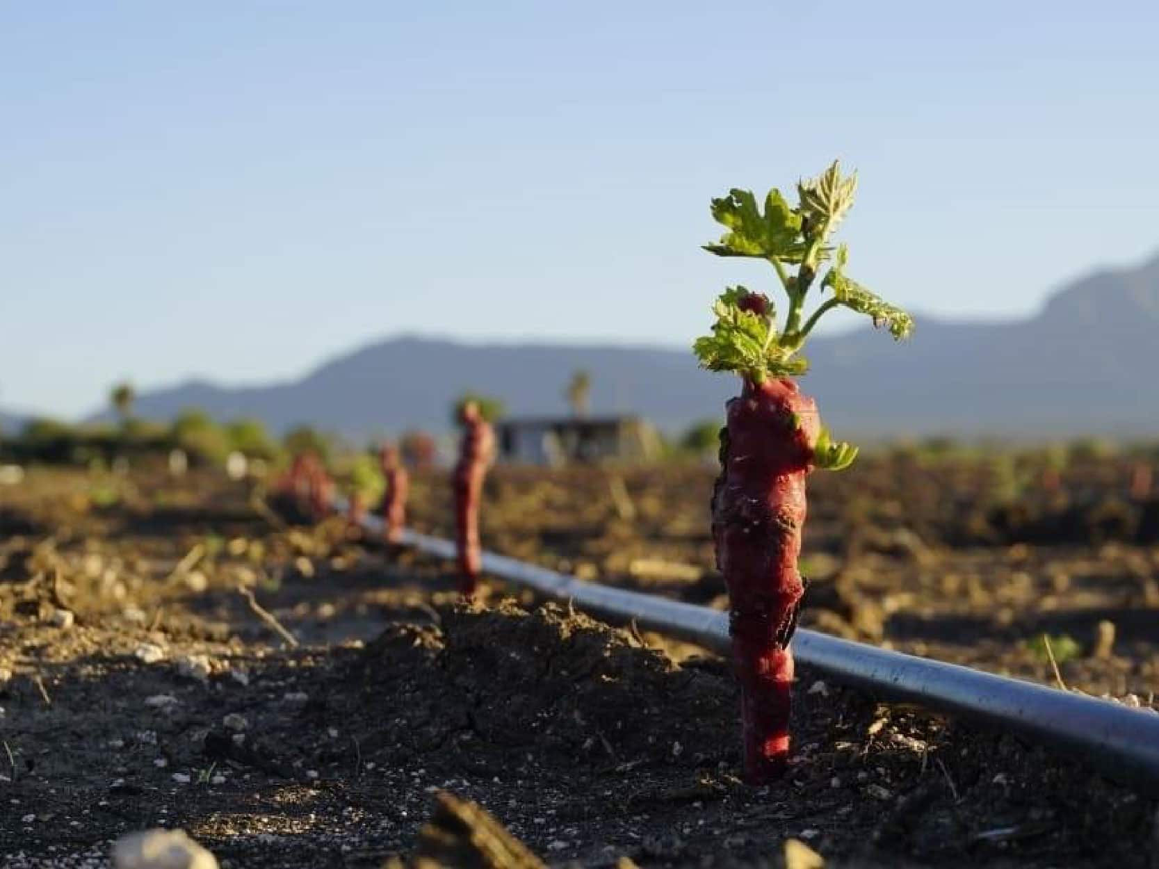 San Juan de la Vaquería, Viñedo Saltillo, Nueva Plantación