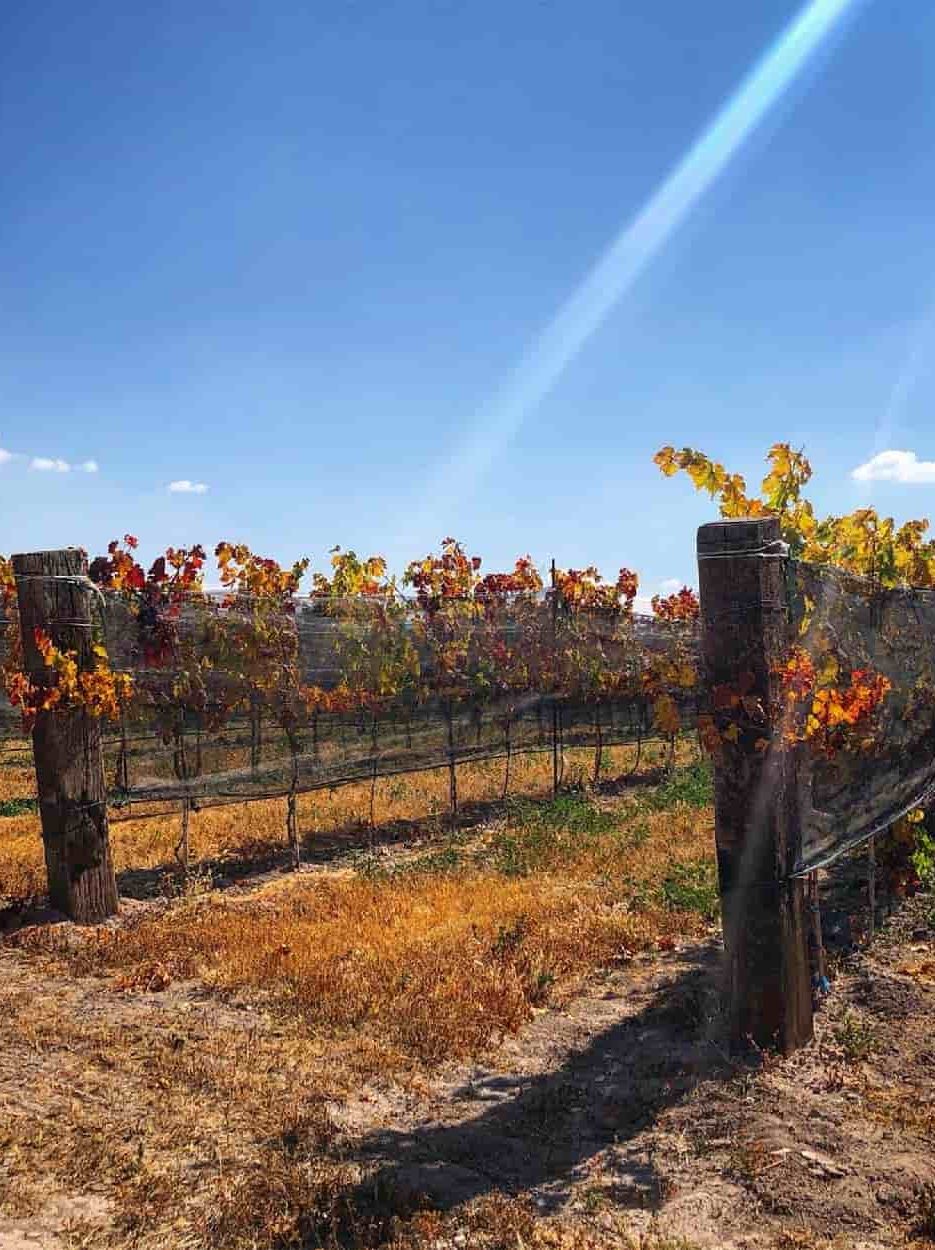 San Juan de la Vaquería, Viñedo