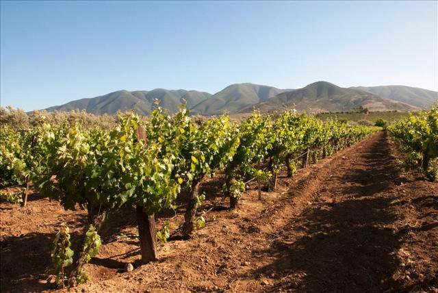 1. Don Juan Viñedo 6