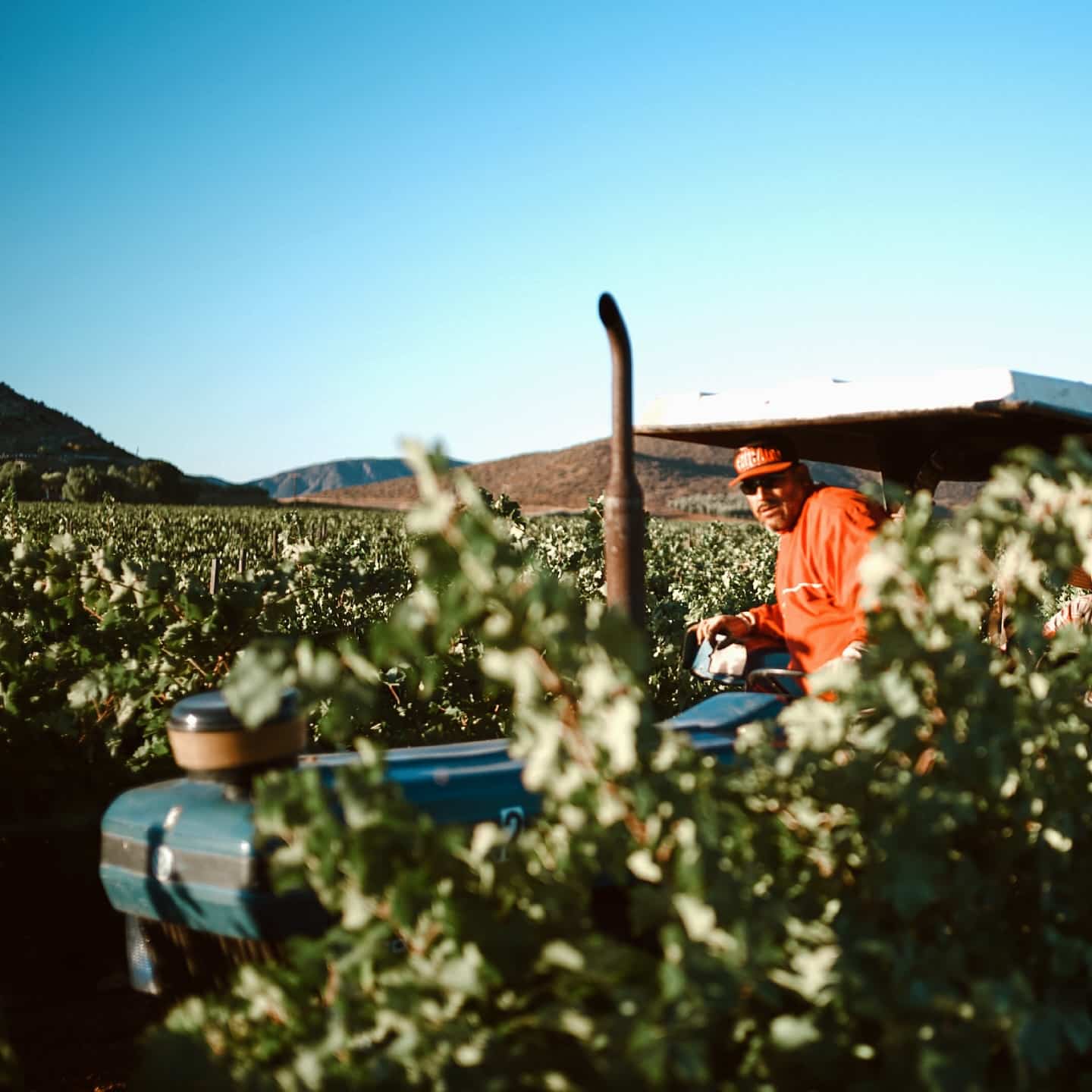 1. Llano Colorado Viñedo 1-min