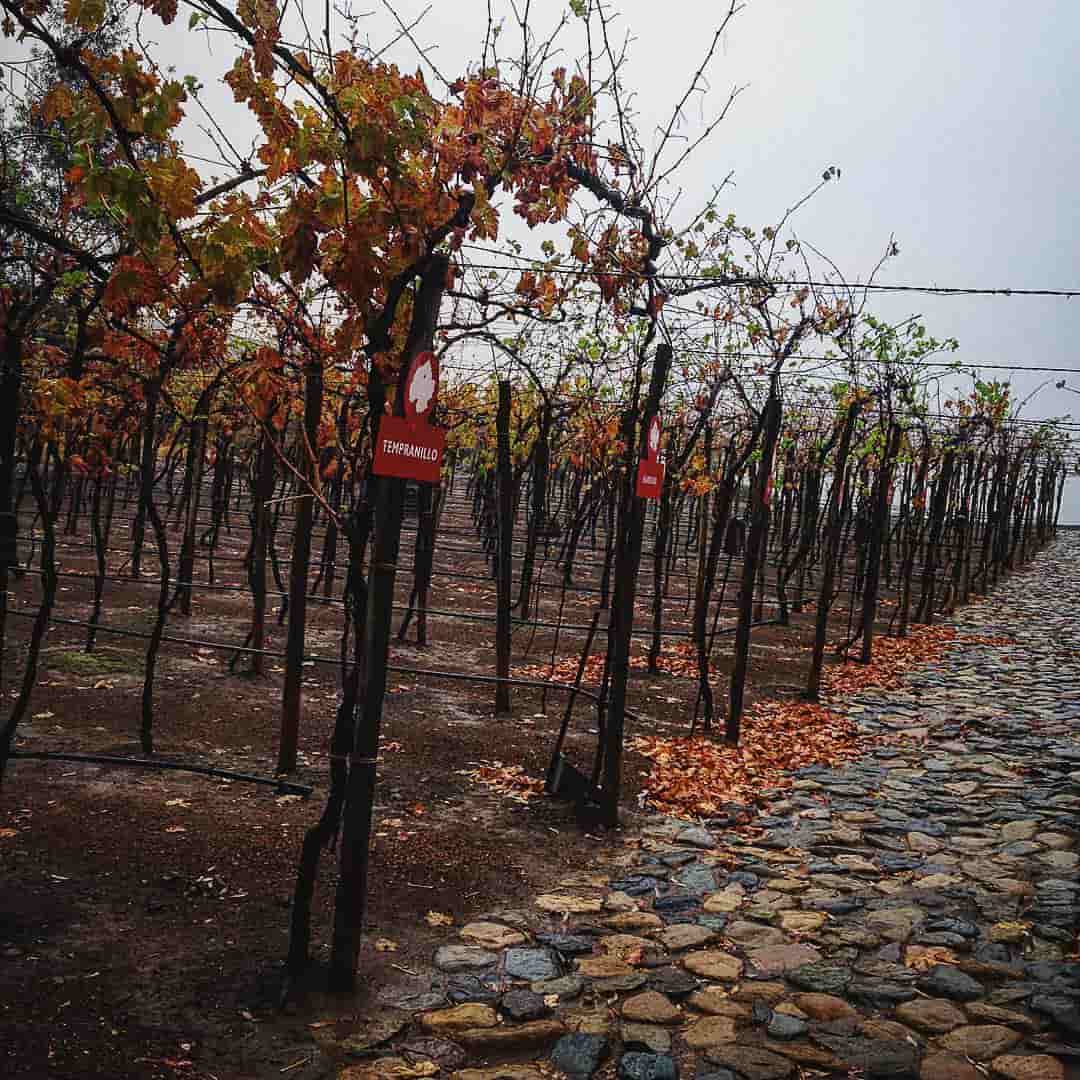 Viñedos Bodegas Santo Tomás