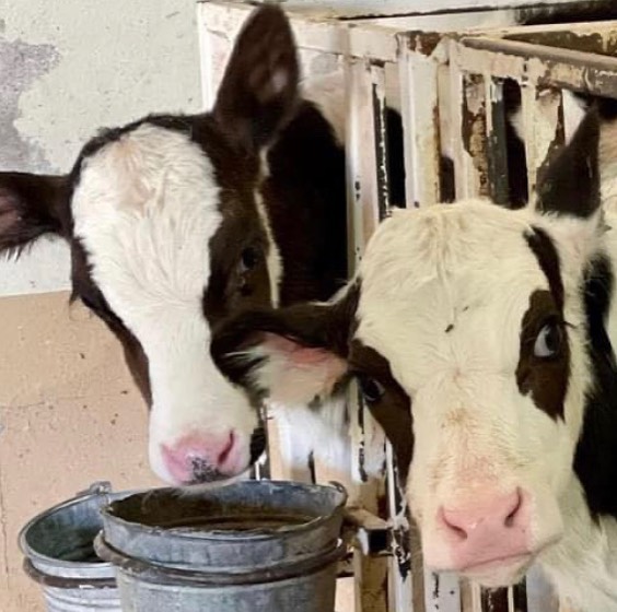 La Cava de Marcelo, Vacas