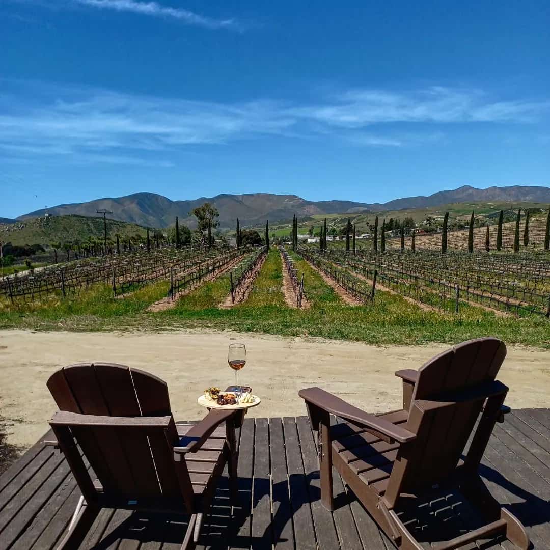 Vinos Palafox Viñedo