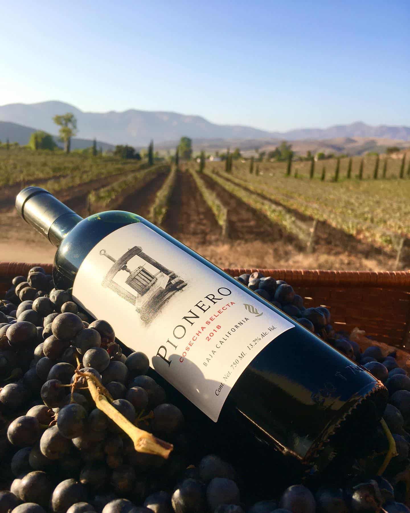 Vinos Palafox Vino Pionero